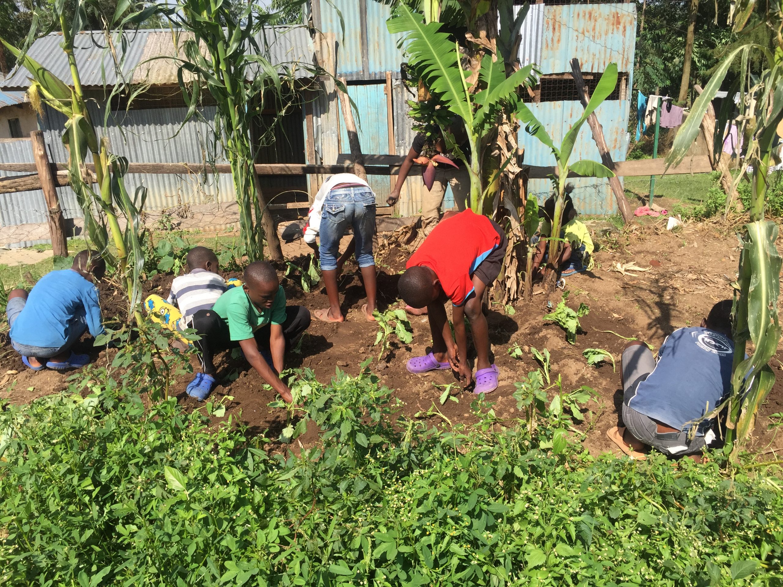 Kids farming